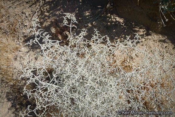 Yucca-Buckwheat 13