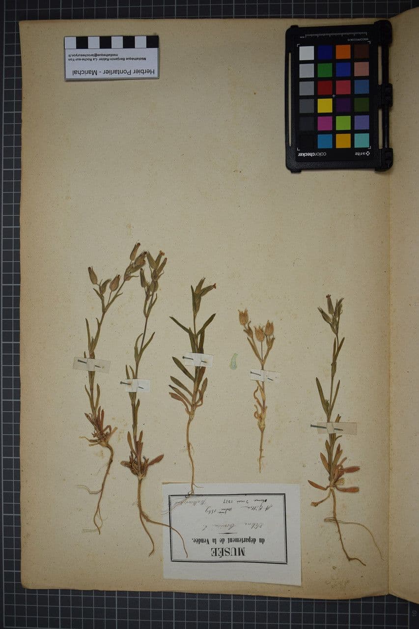 Silene conica 24