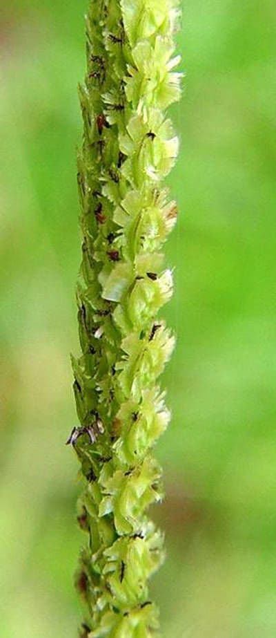 Fransige Paspalum 2
