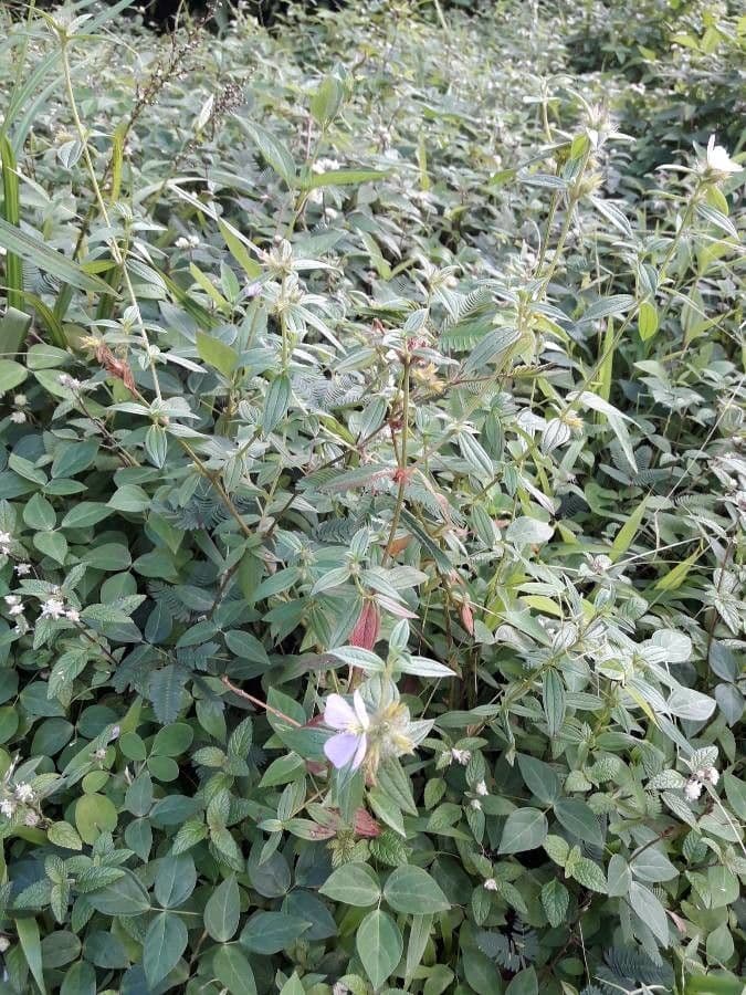 Falsa prateria 10