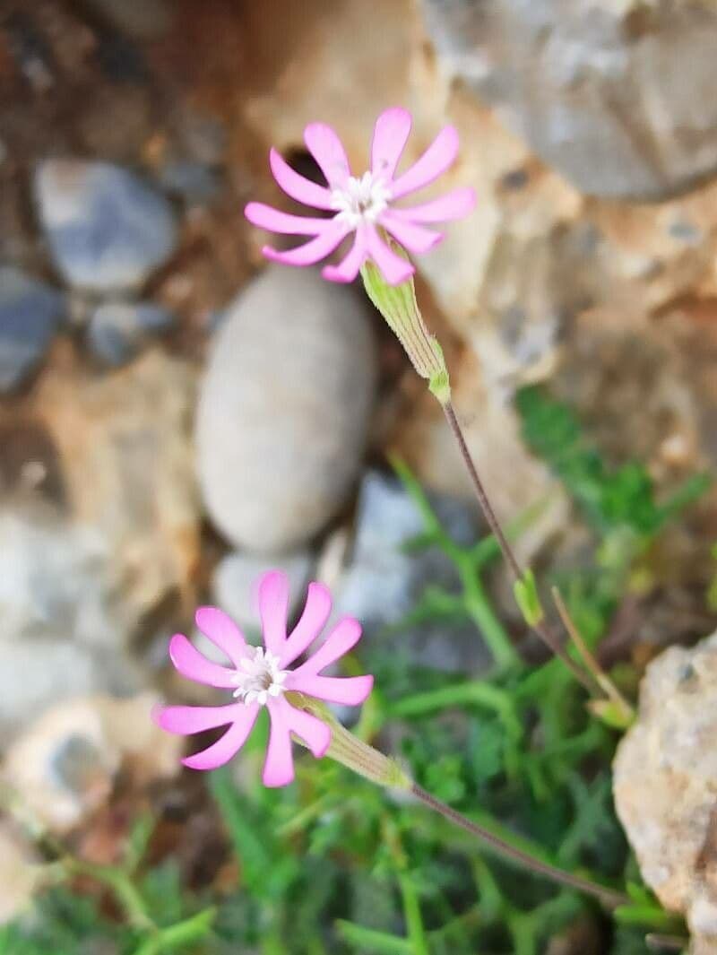 Silene cretica 4
