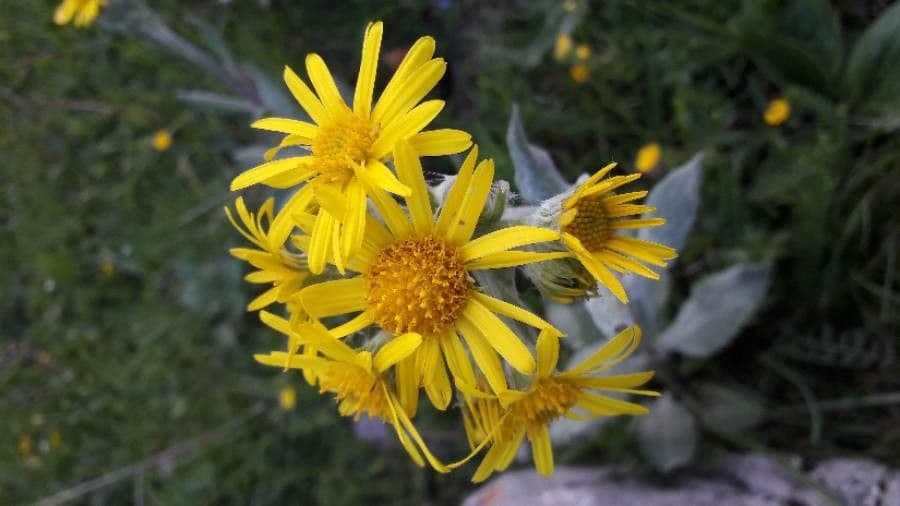 Tephroseris 4