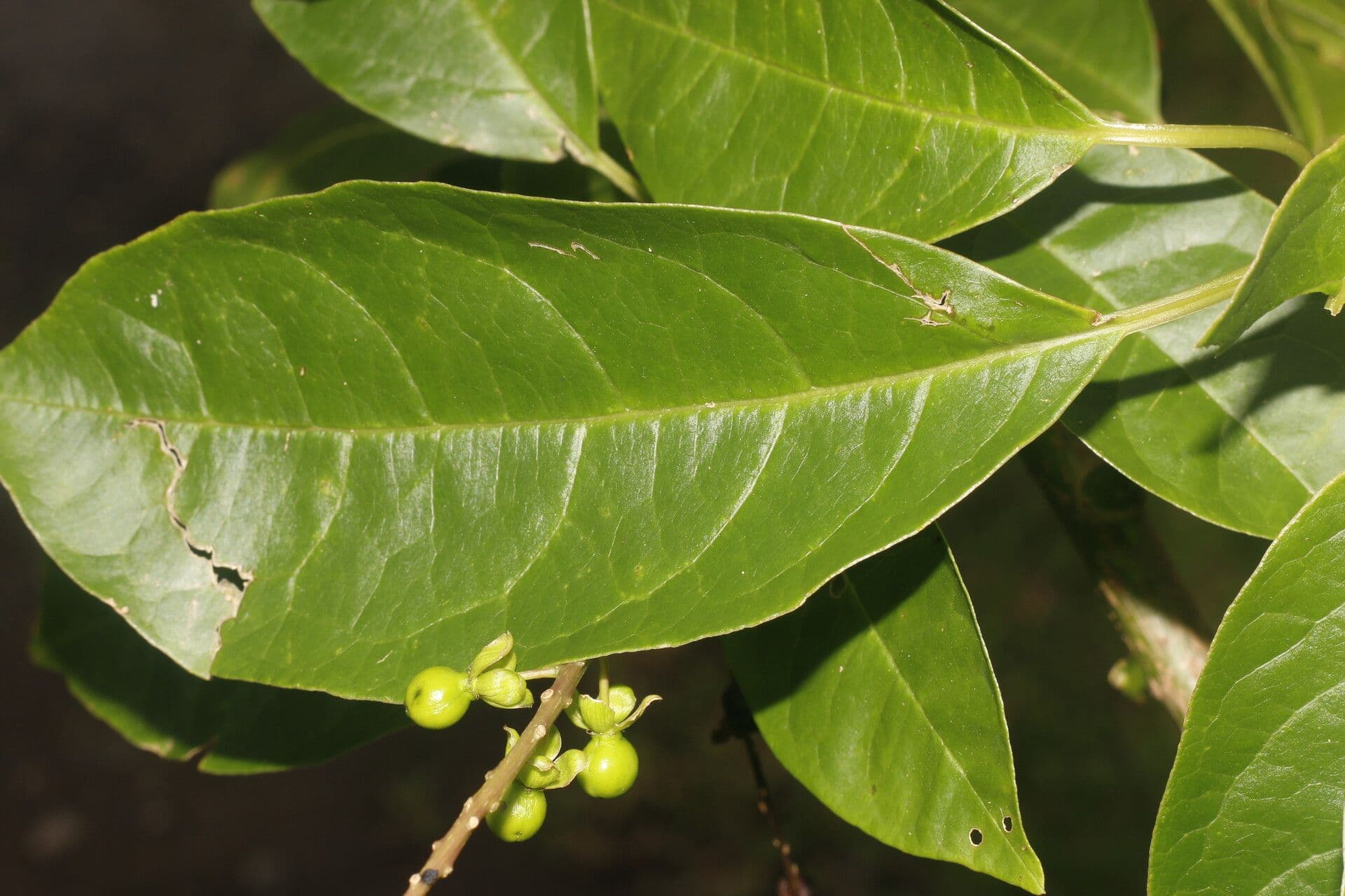 Pleuropetalum 6