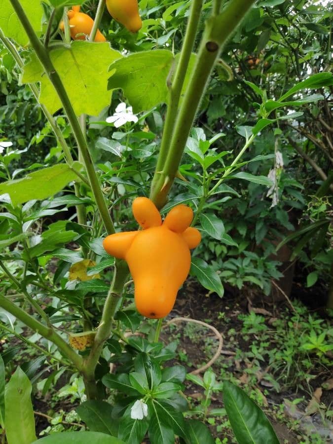 Solanum mammosum 5