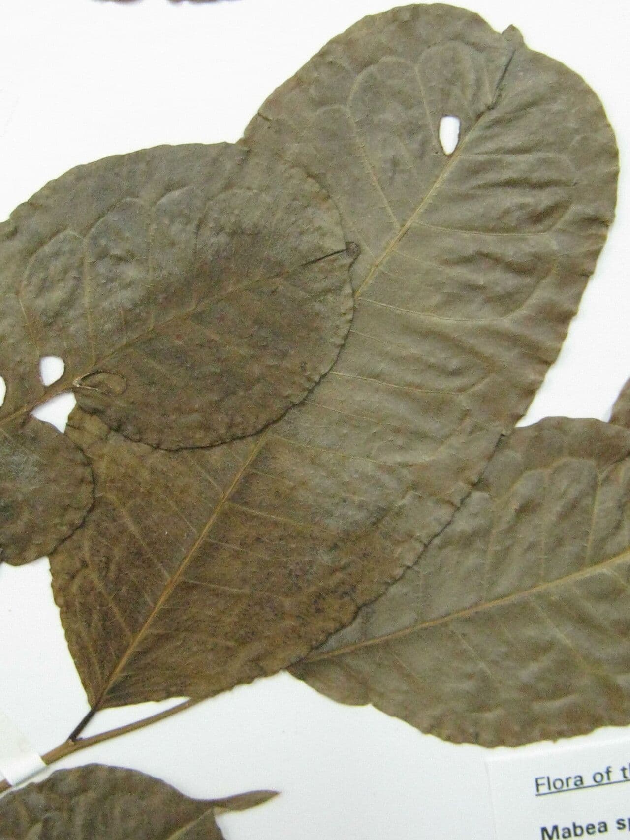 Mabea speciosa 3