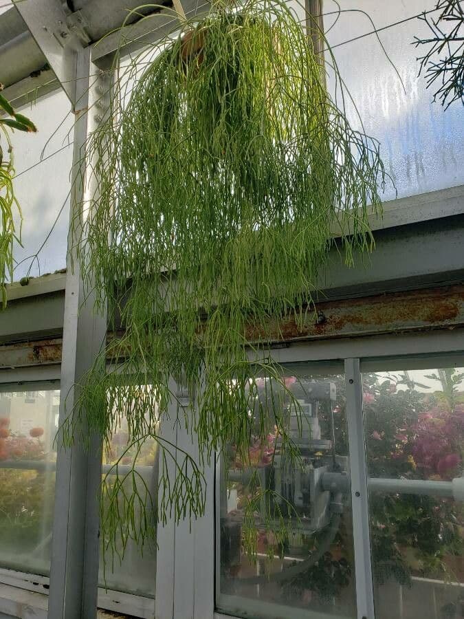 Rhipsalis