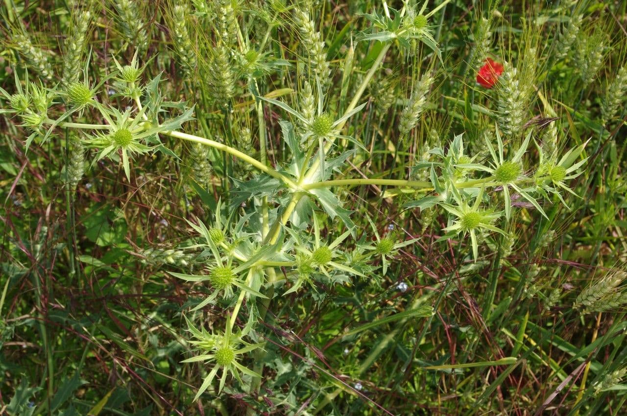 Panicaut champêtre 27