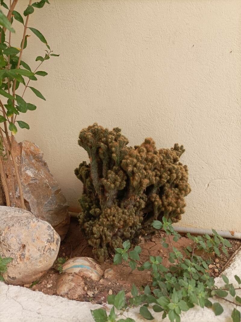 Cactus mela del Perù 5