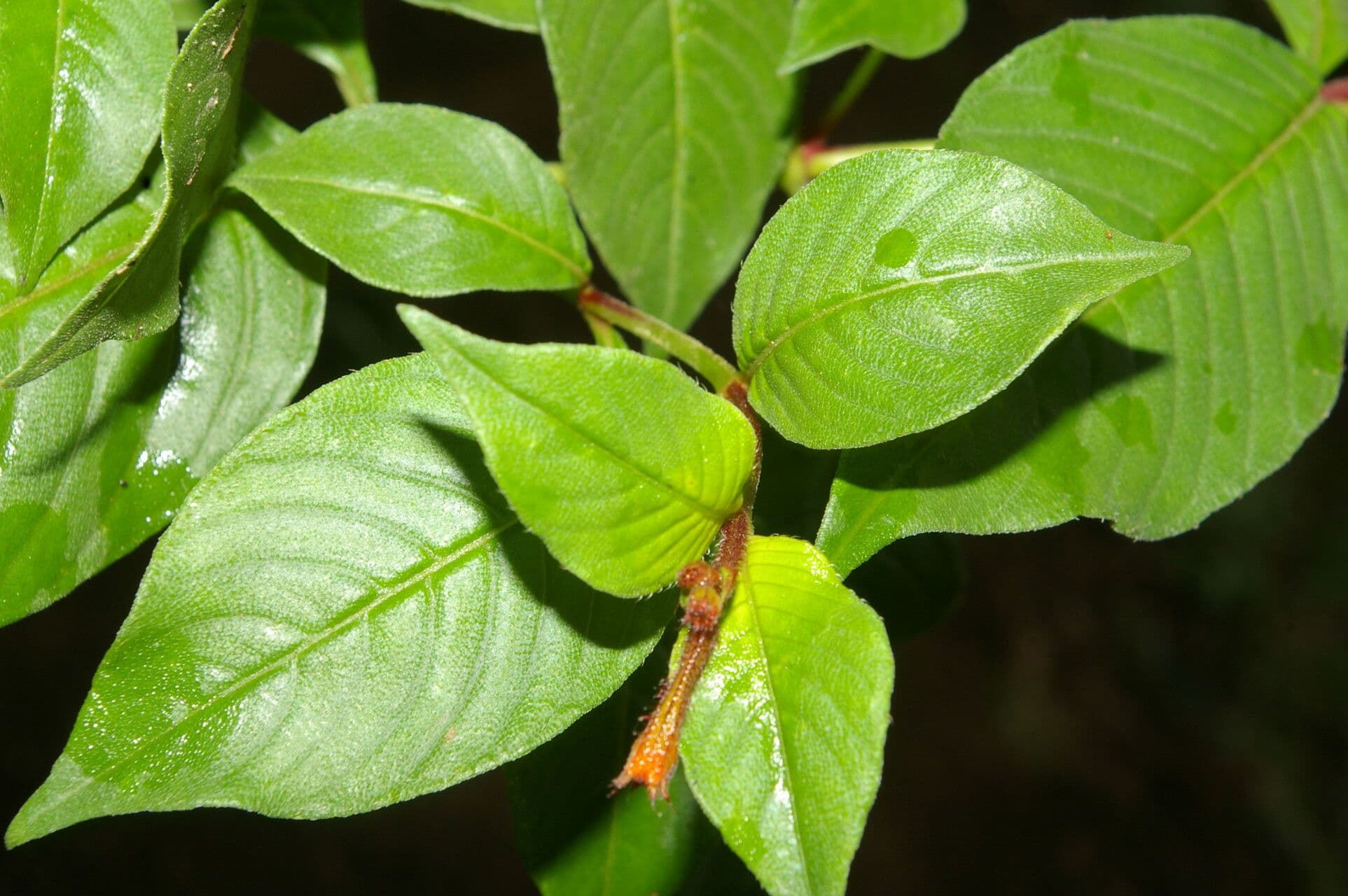 Cuphea appendiculata 8