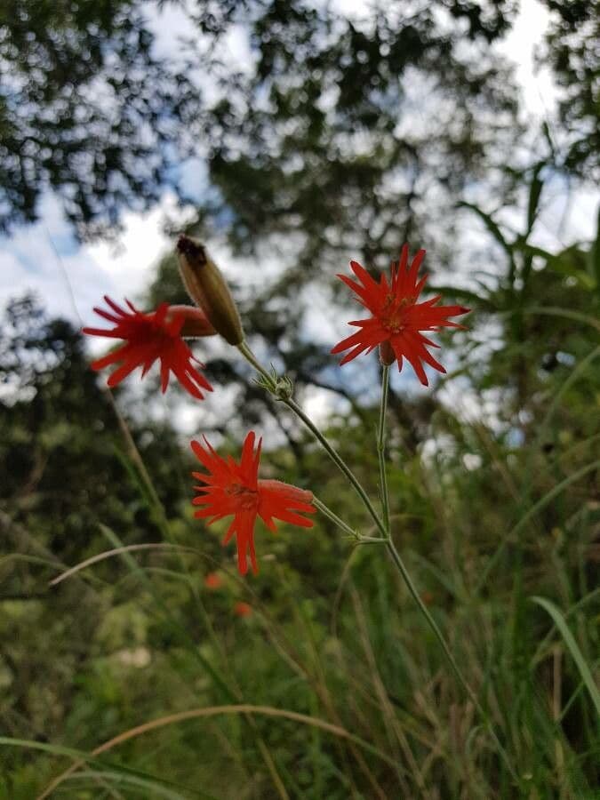 Silene laciniata 3