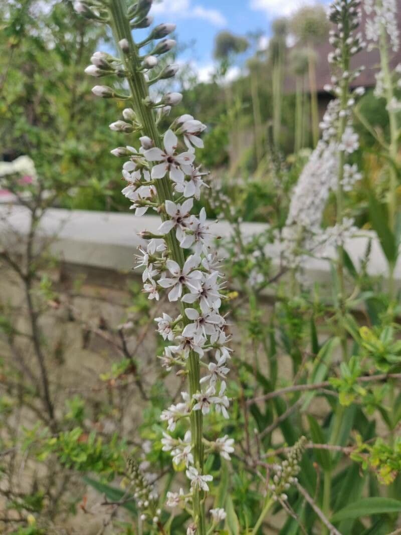 Erba lucciola 6