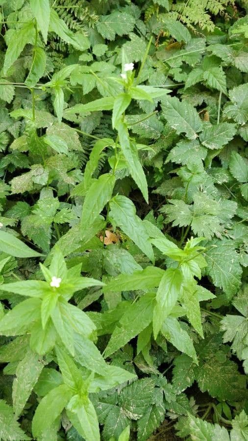 Epilobium lactiflorum 12