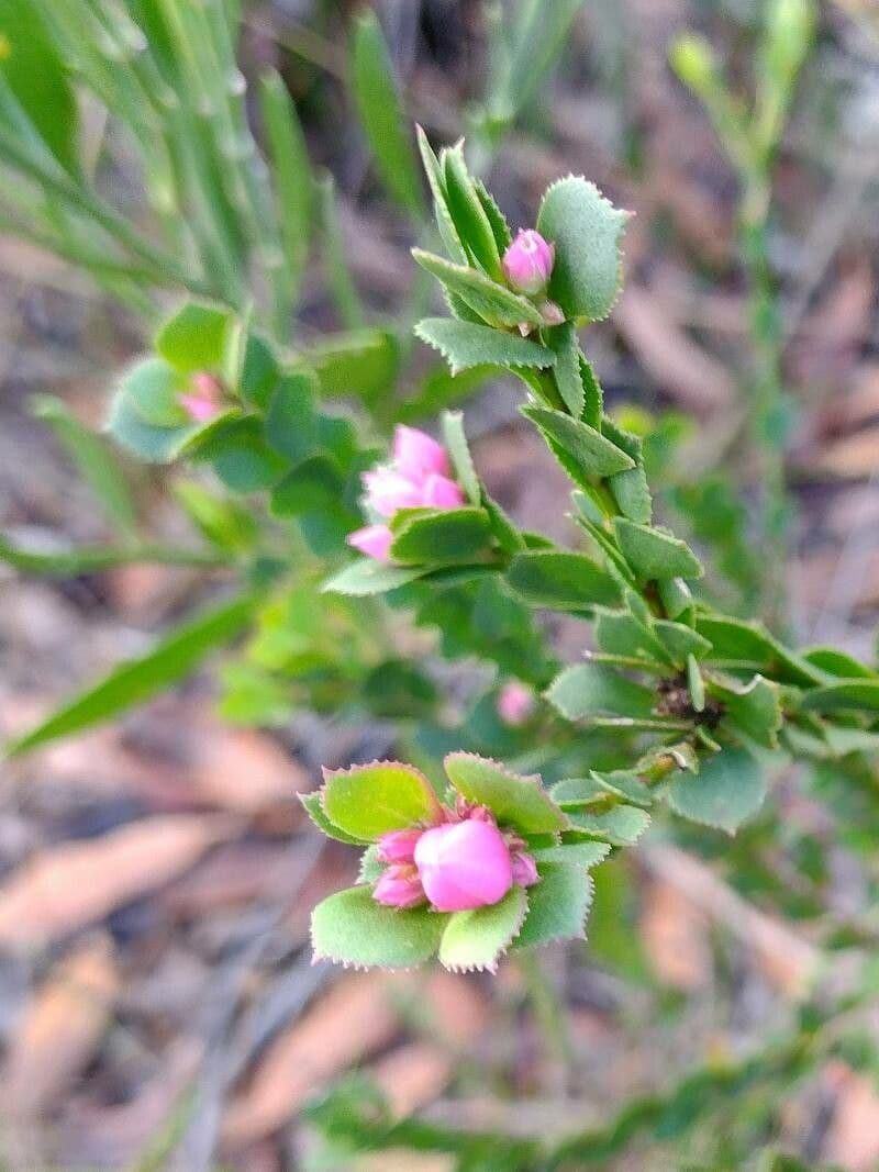 Boronia aserrada 4