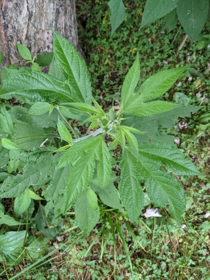 Ambrosia trifida 19