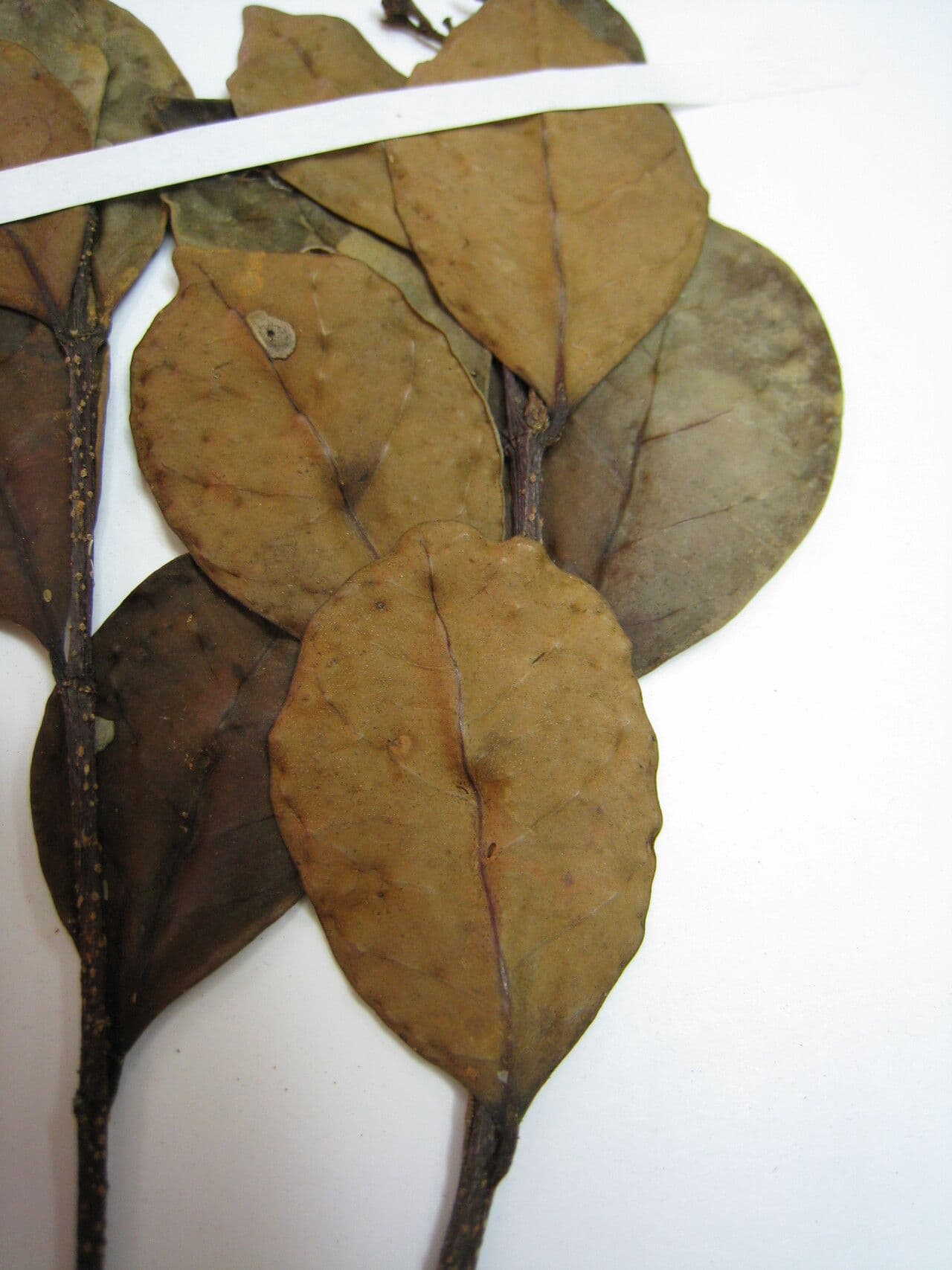 Forsteronia 3