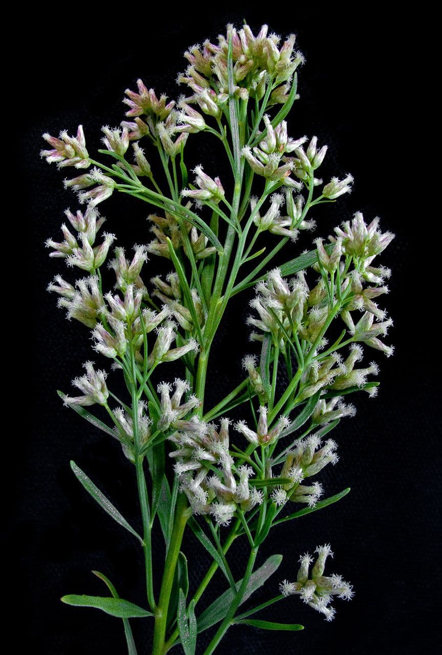 Brickellia eupatorioides 4