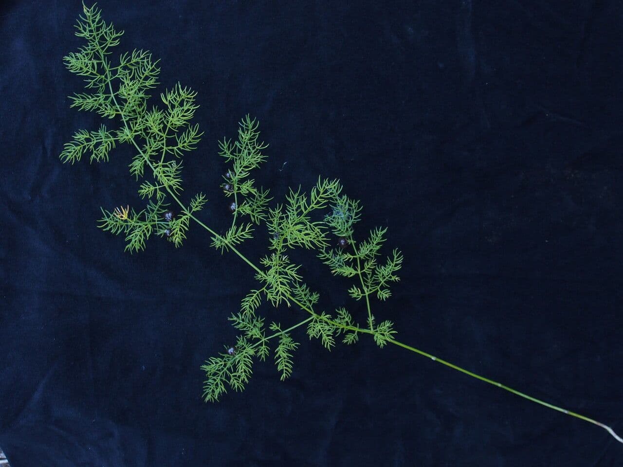 Farn-Spargel 3