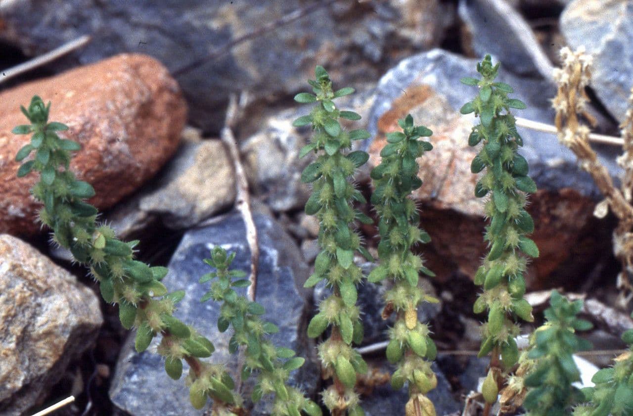 Valantia hispida 12