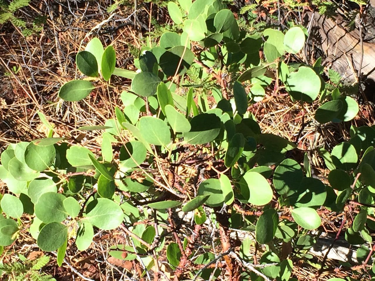 Arbutus patula 15