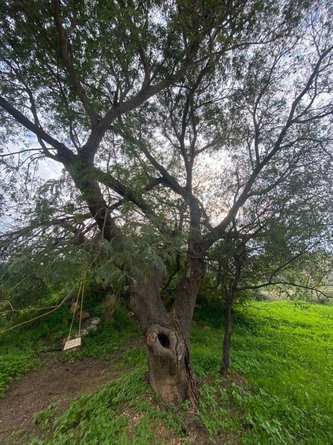 Ohrtrugnussbaum 12