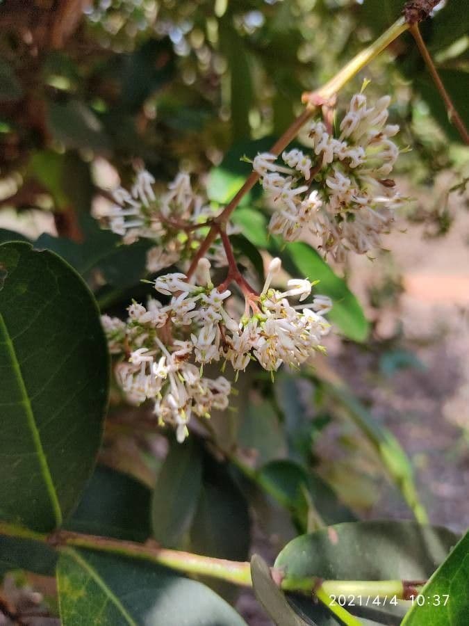 Ixora 2