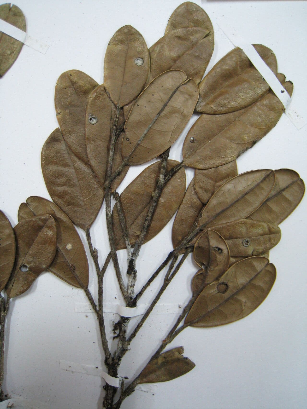 Tapura 6