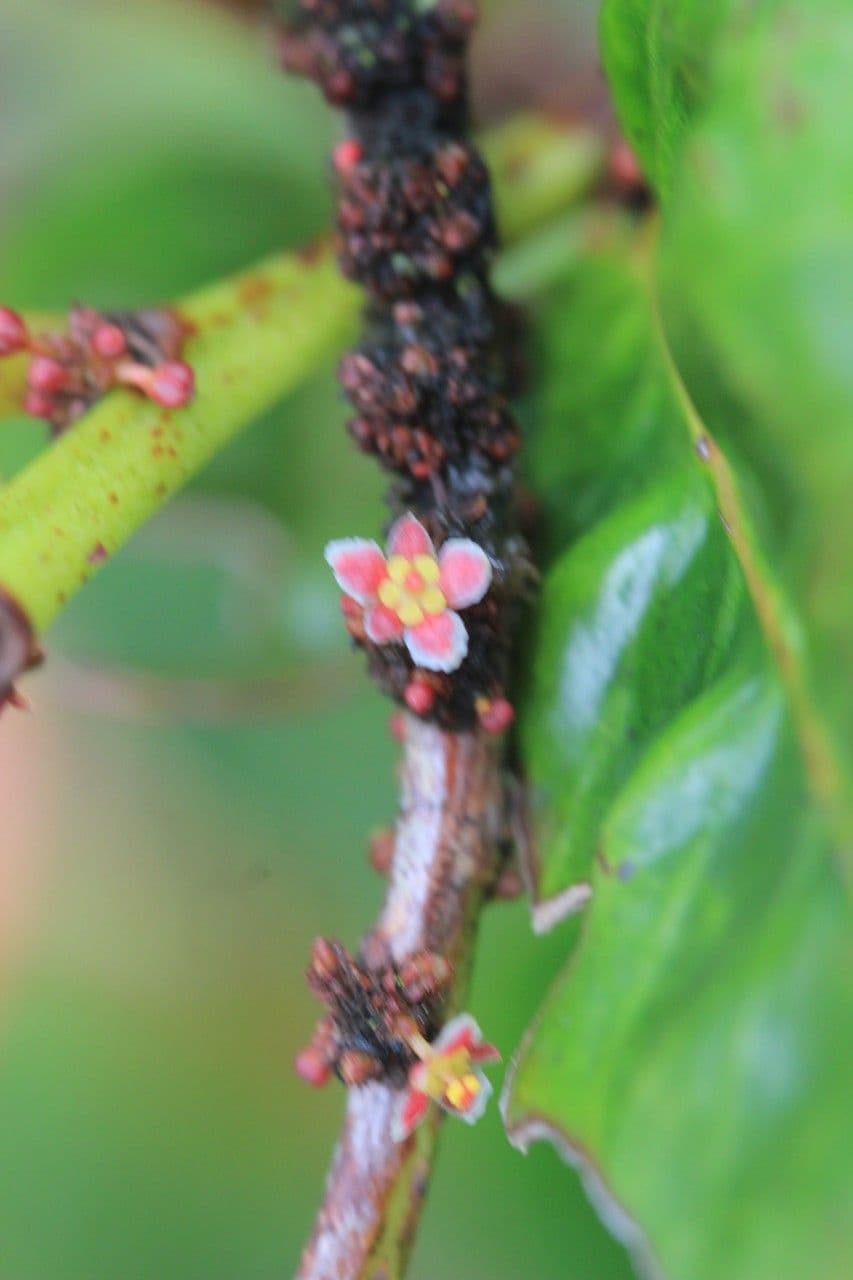 Phyllanthus phillyreifolius 8