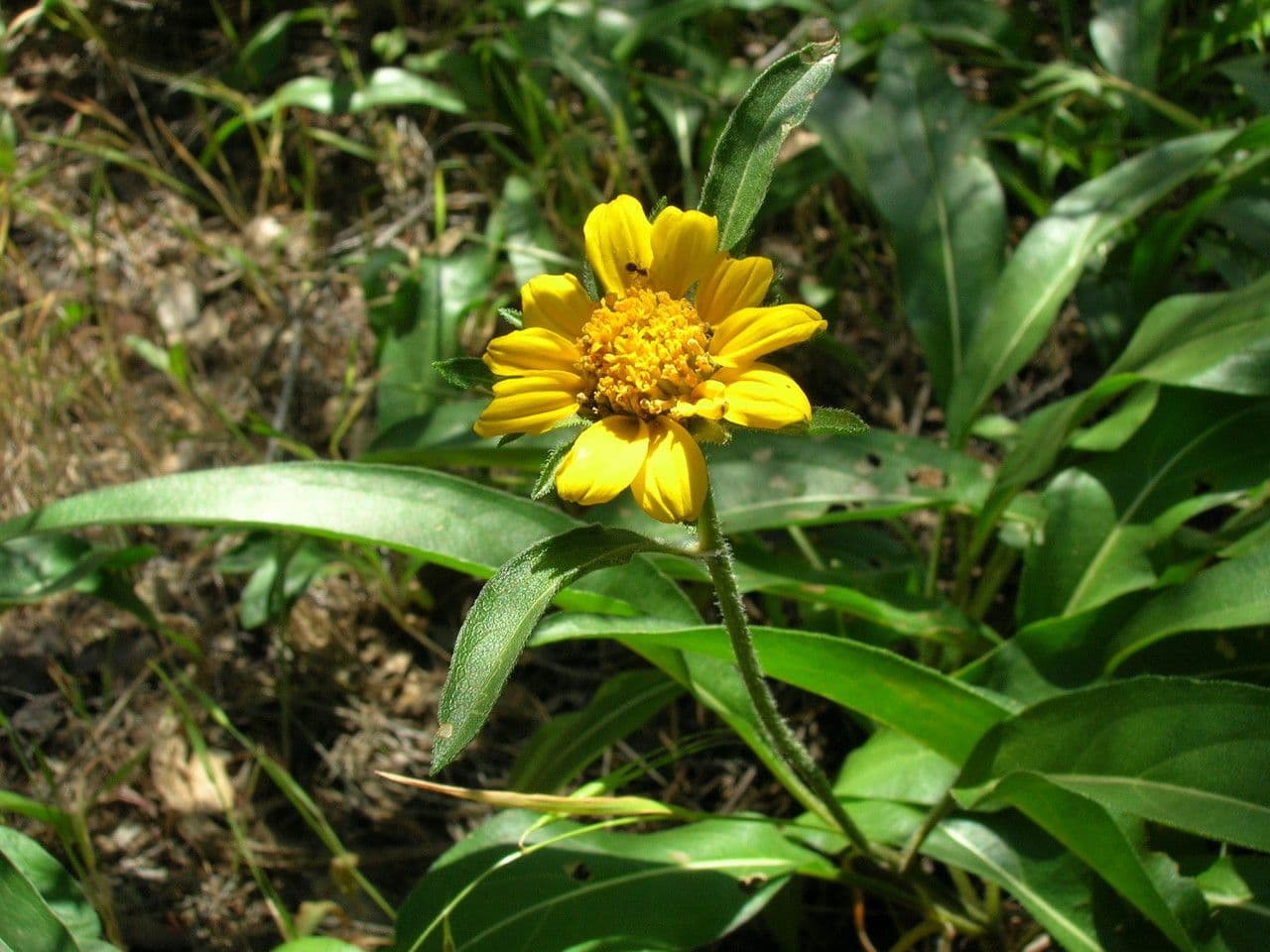 Helianthella 8