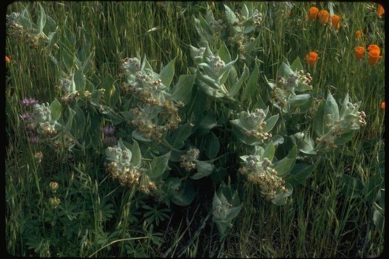 Asclepiade della California 14