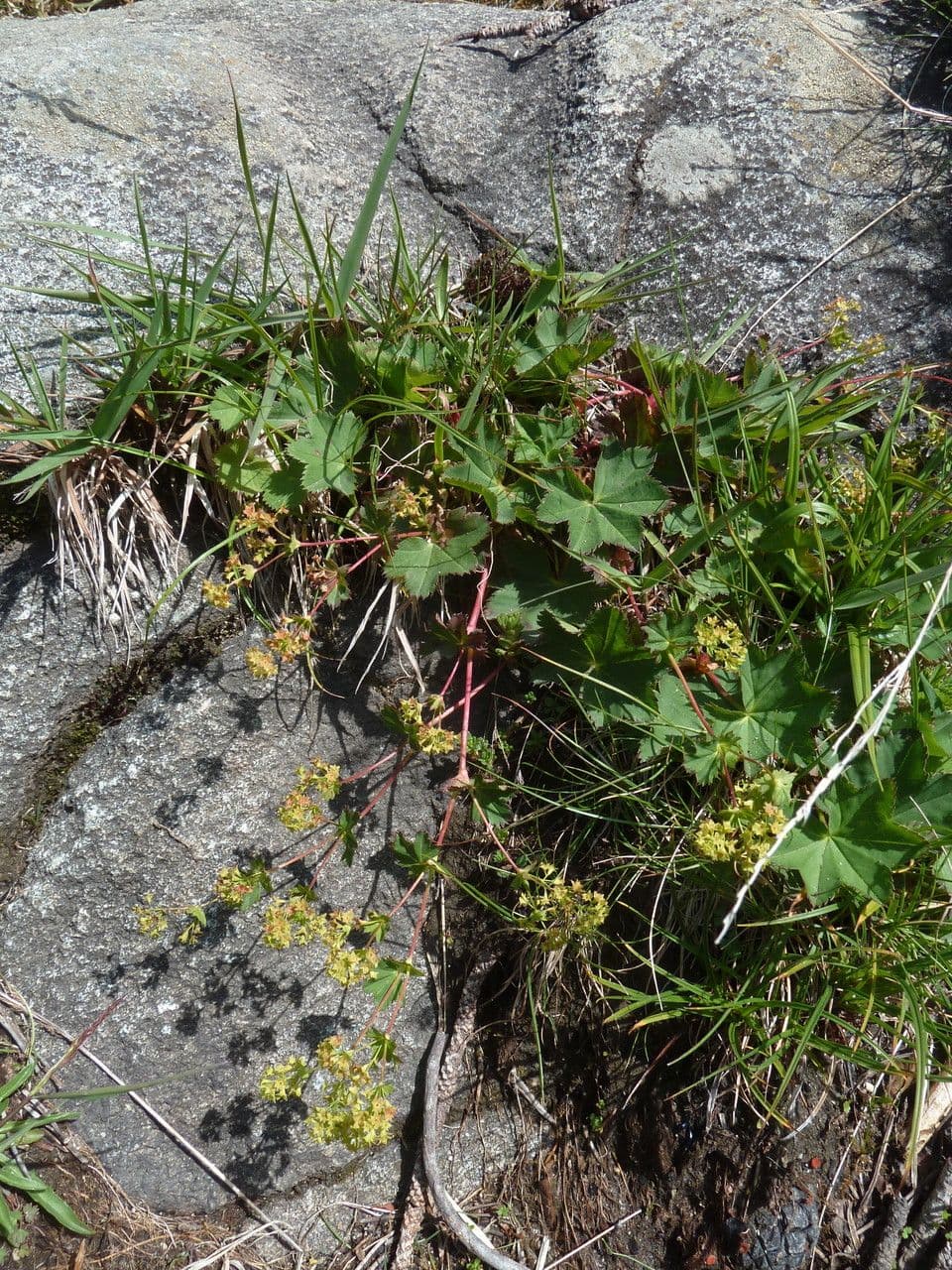 Alchemilla flabellata 7