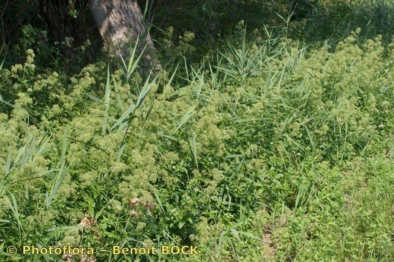 Przytulia rubioides 9