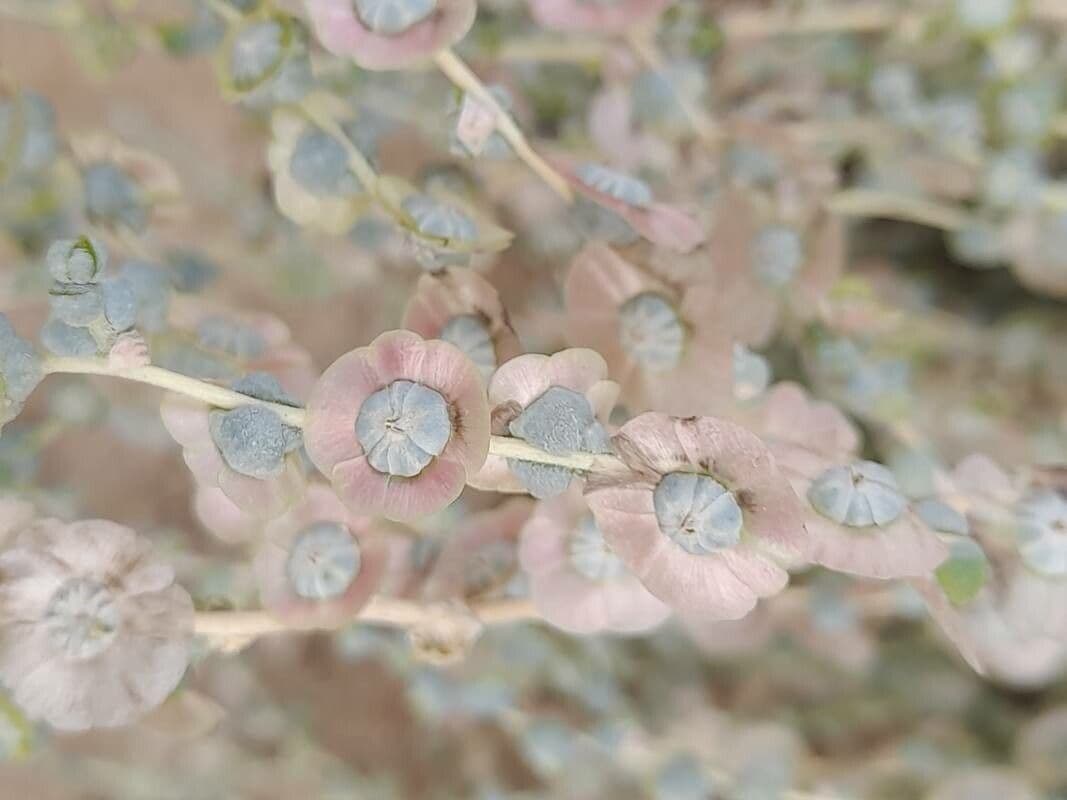 Caroxylon