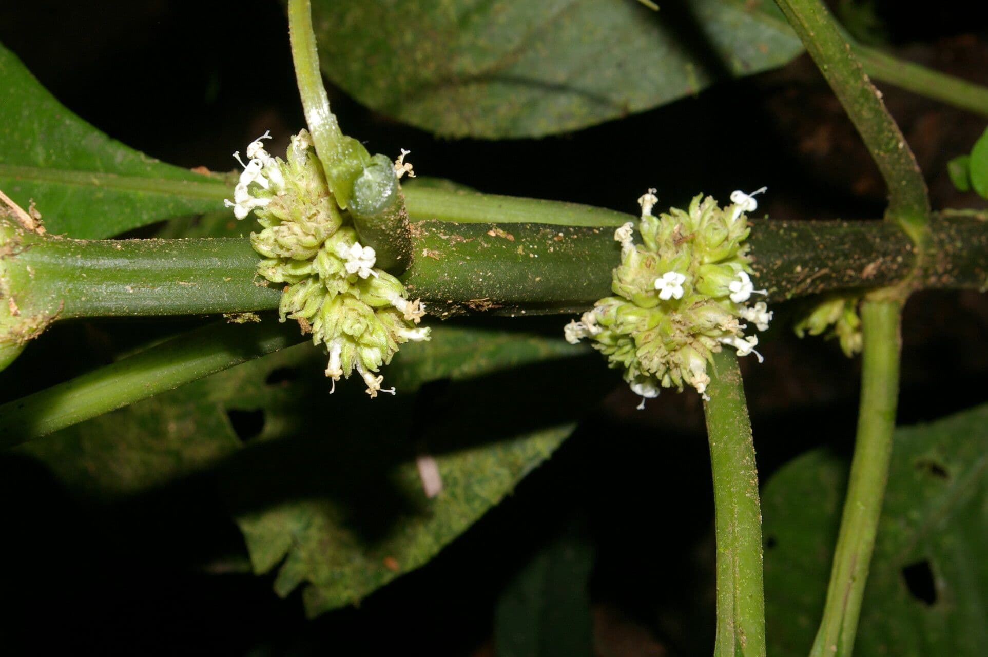 Notopleura 13