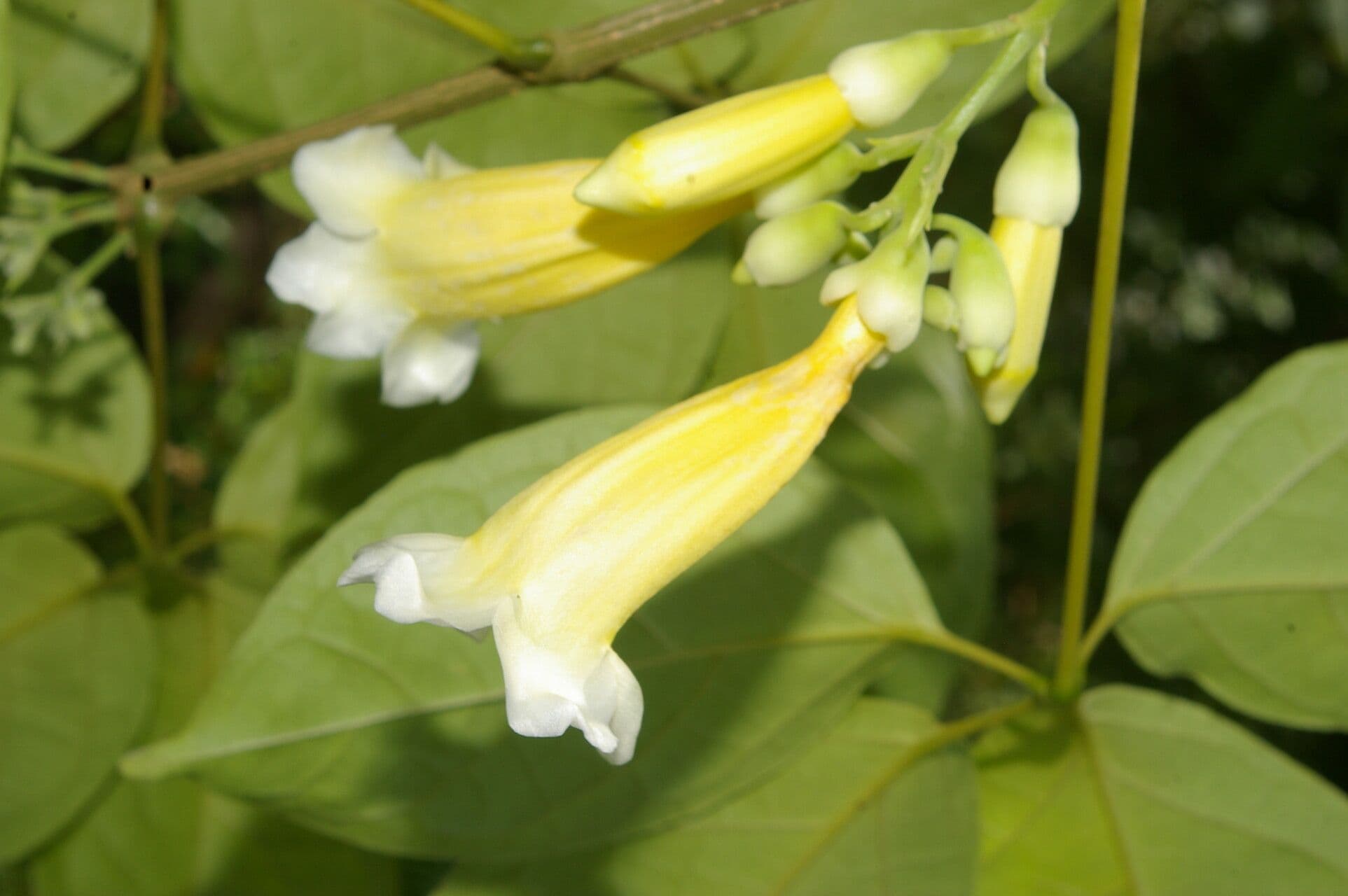 Anemopaegma 5