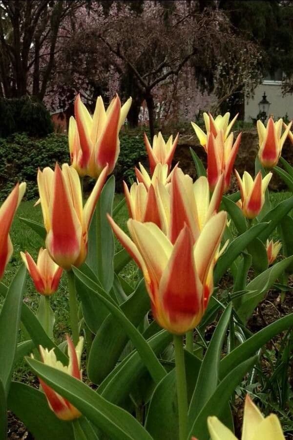 Tulipano ninfea 6