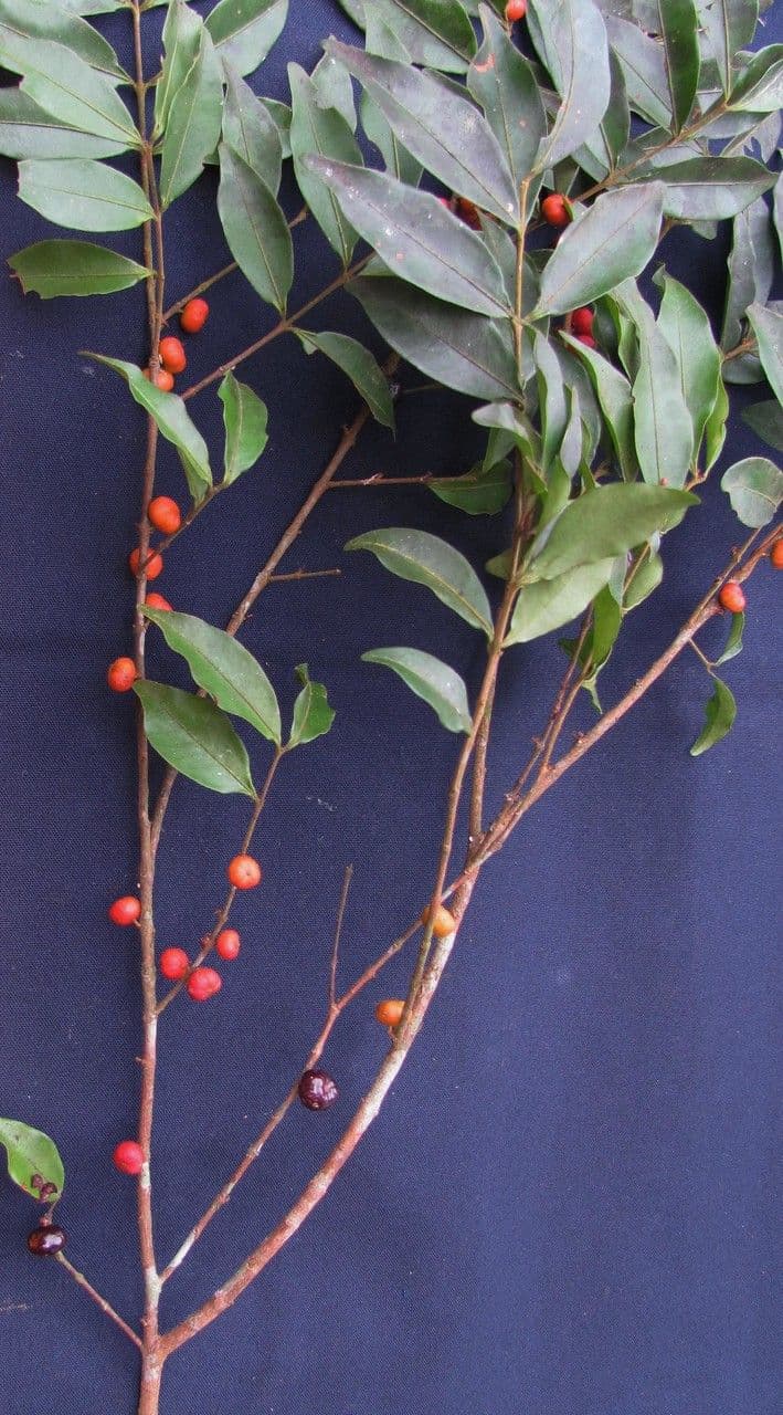 Eugenia 3