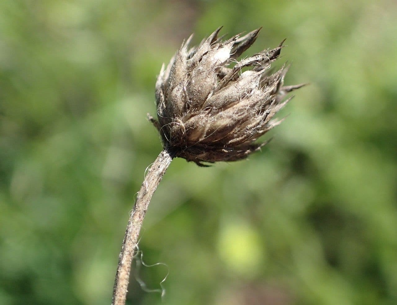 Cephalaria transilvana 9