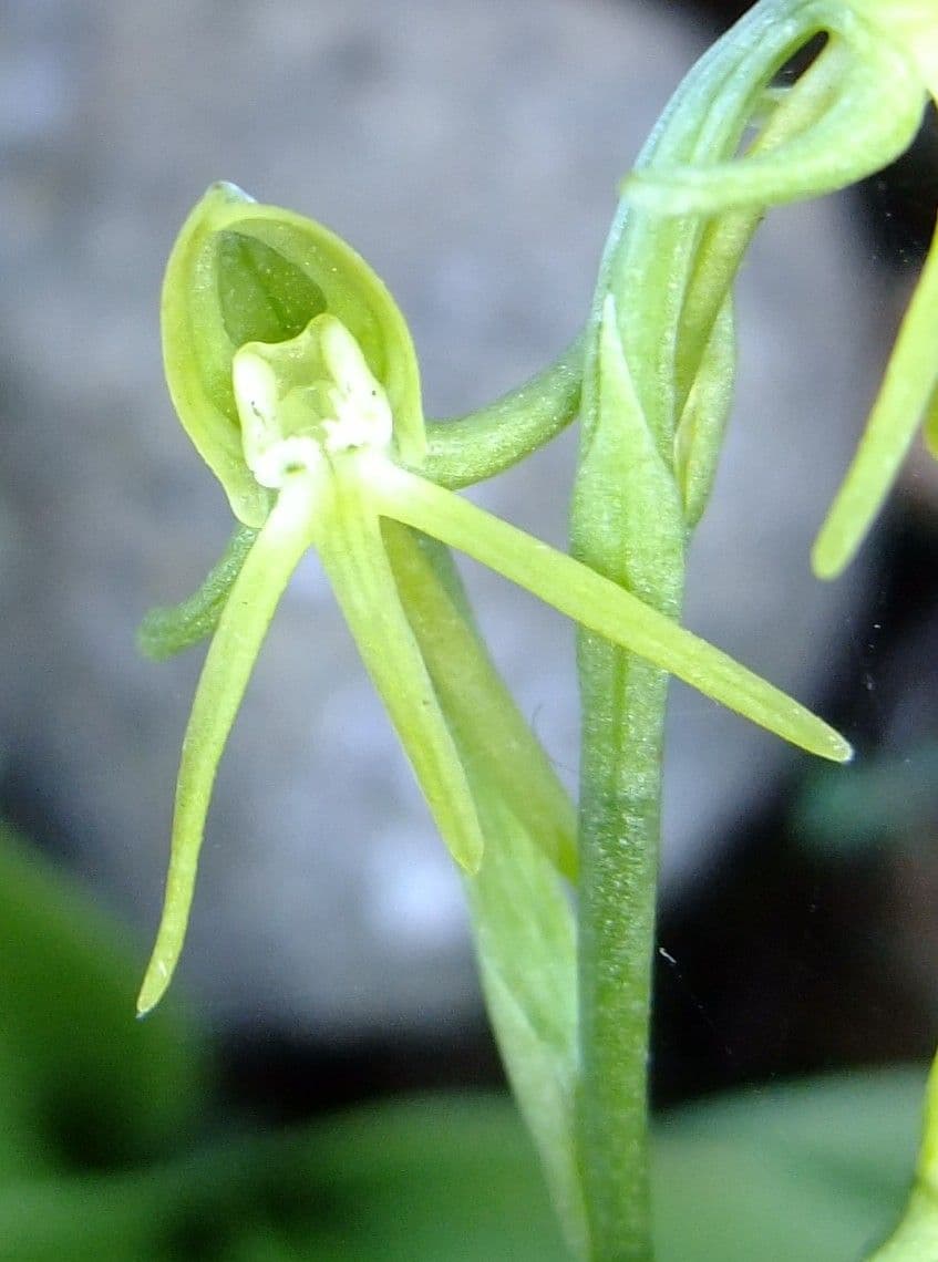 Habenaria 5