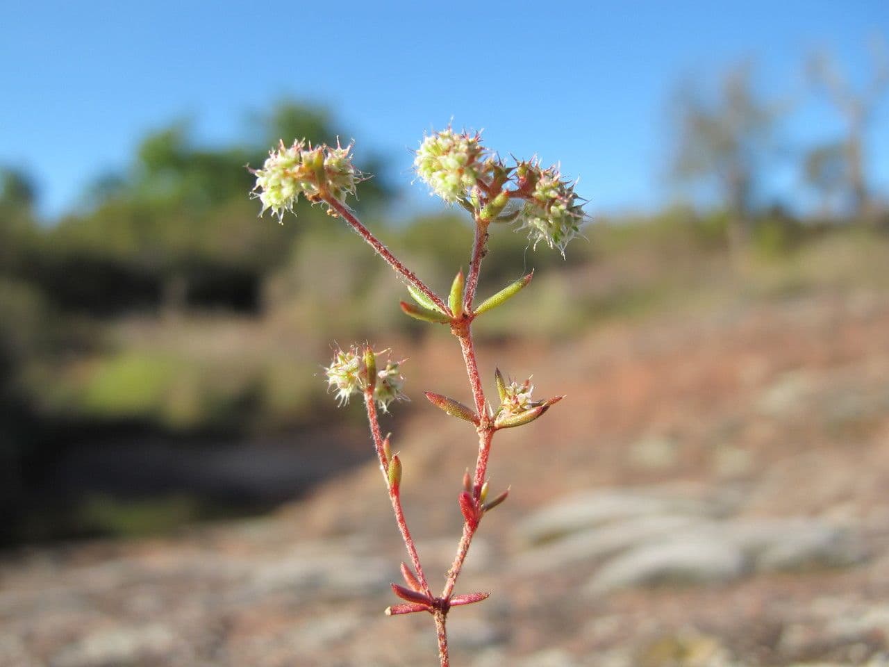 Chaetonychia 4