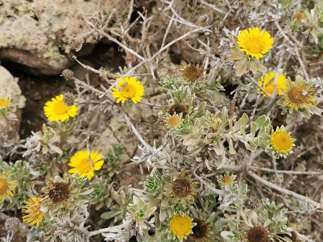 Asteriscus