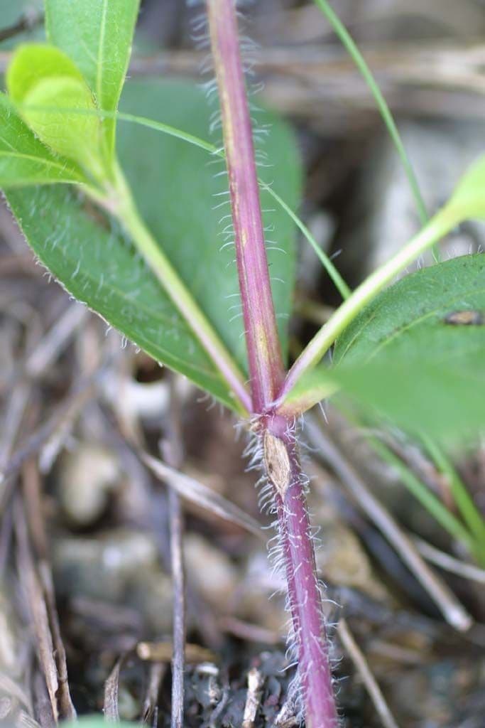 Ruellia 20