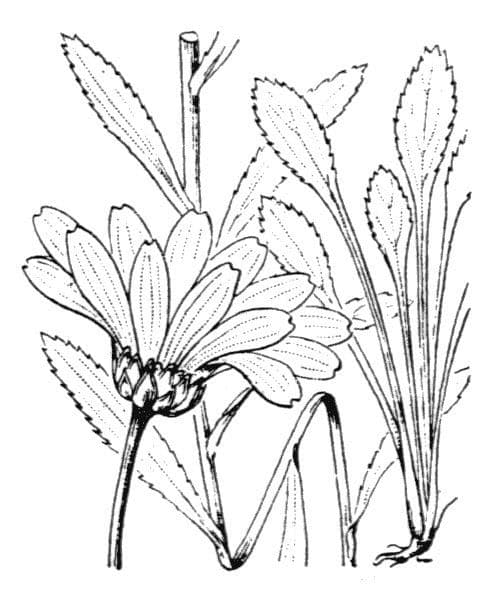 Große Margerite 22