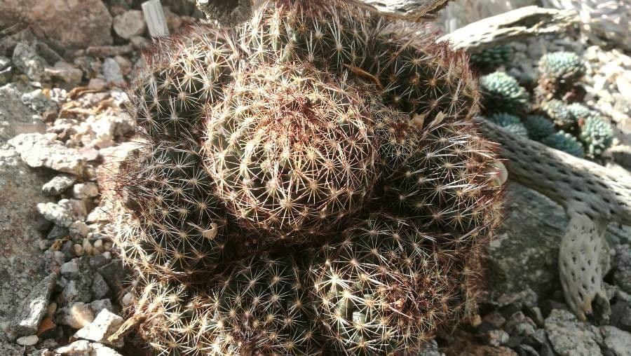 Coryphantha 2
