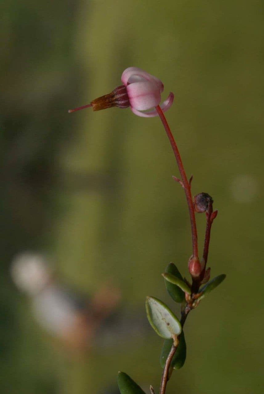 Vaccinium microcarpum 9