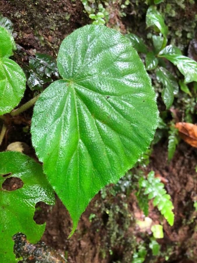 Begonia 16