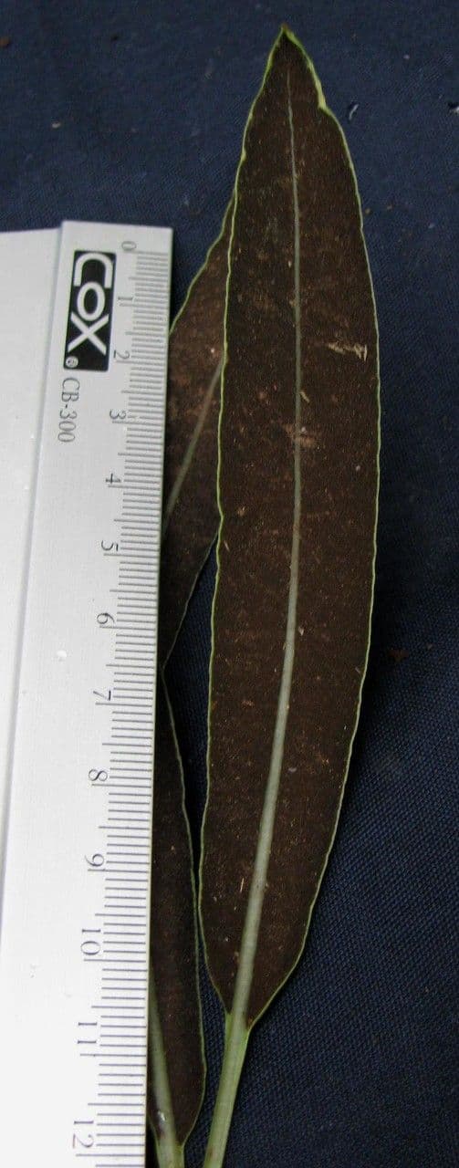 Elaphoglossum