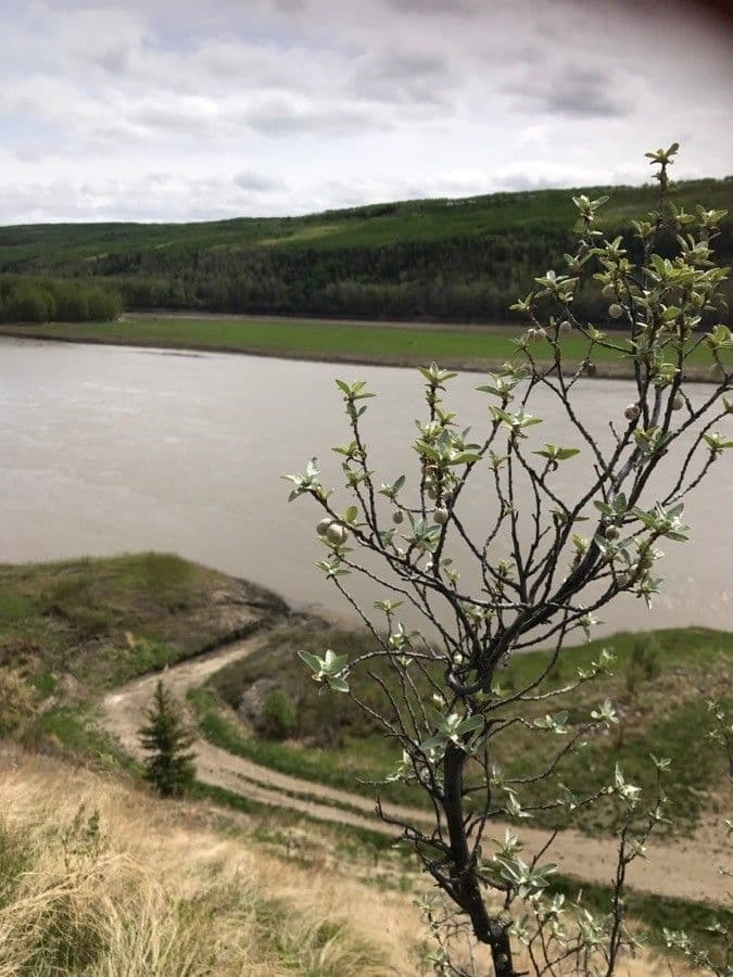 Hlošina stříbrná 5