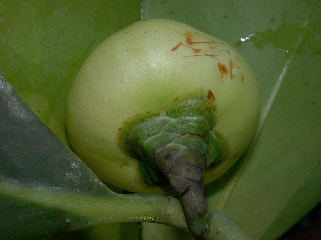 Clusia gialla