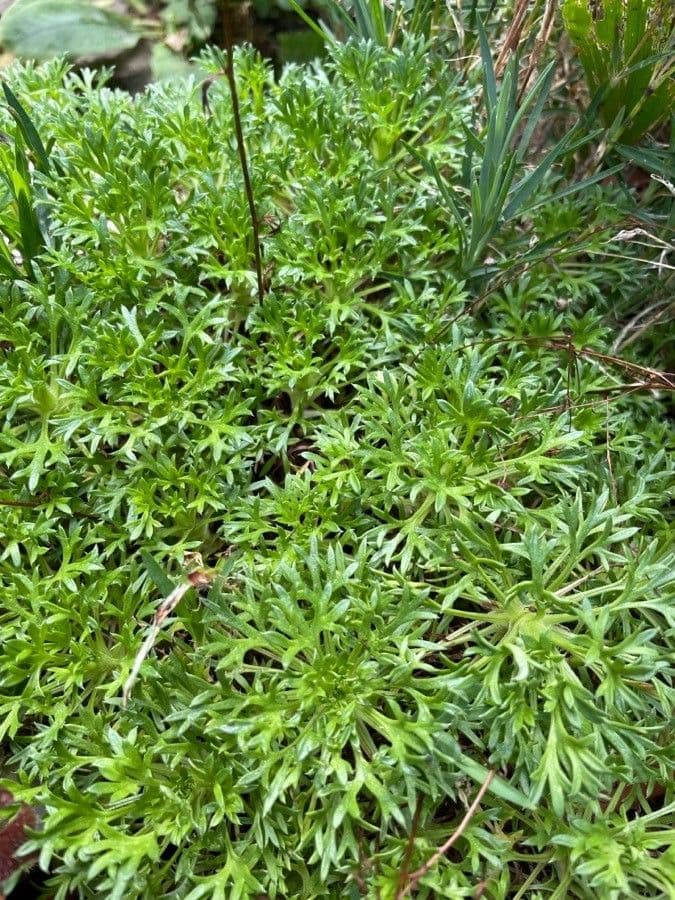 Saxifrage 11