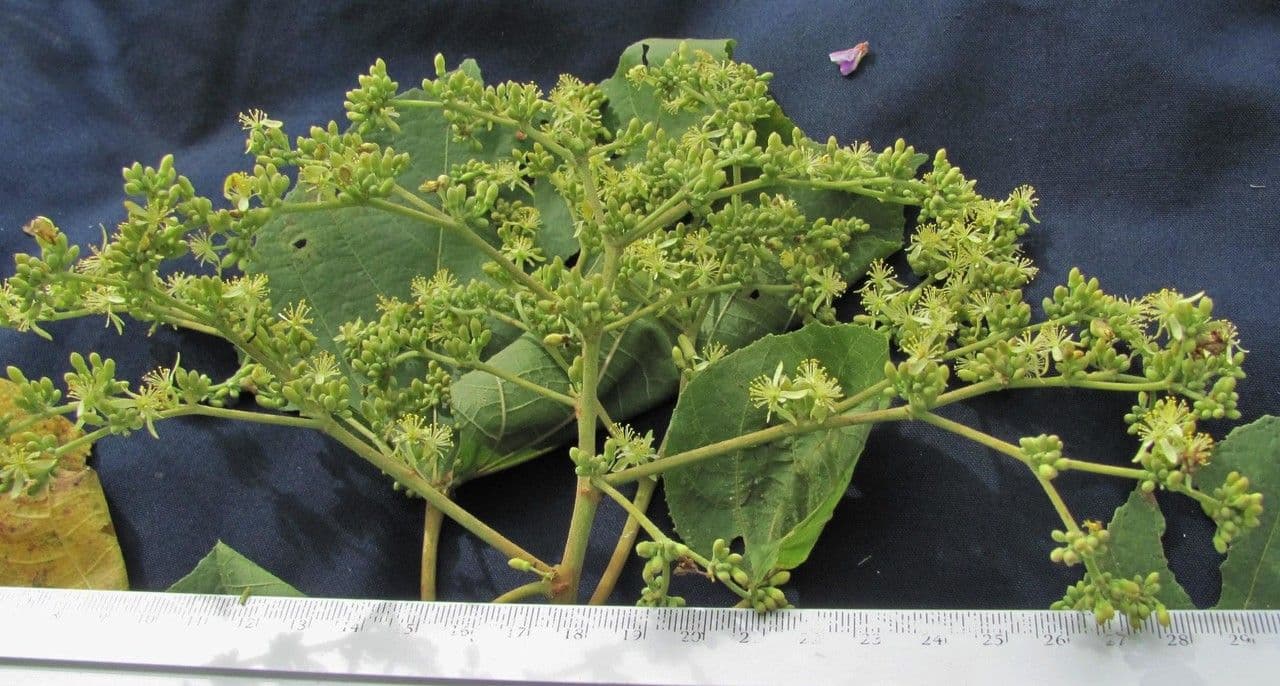 Heliocarpus 20